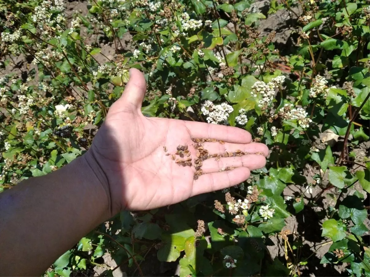 Çeşme\'de yeni ürün: Greçka