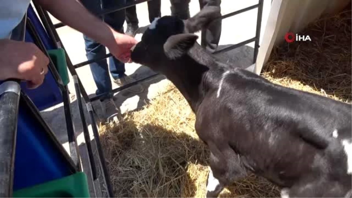 Devlet desteği ile süt işletmesi kurdu