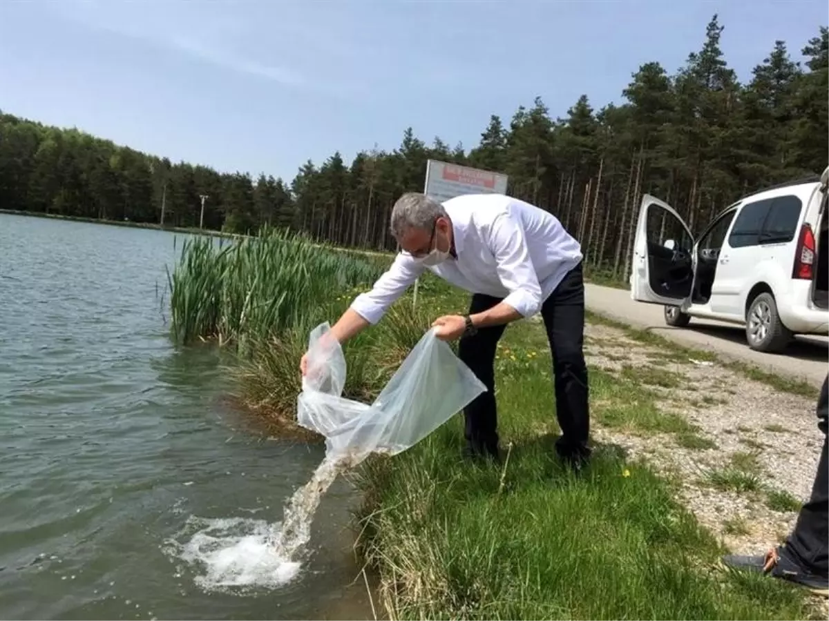 Son dakika! Düzce\'deki göletlere 40 bin sazan yavrusu bırakıldı