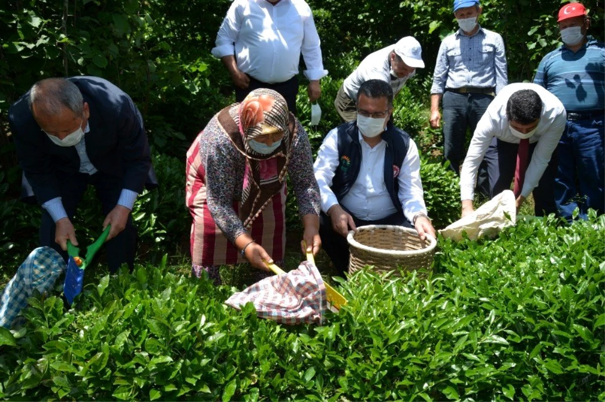 Fındık diyarı Ordu\'da \'çay\' hasadı