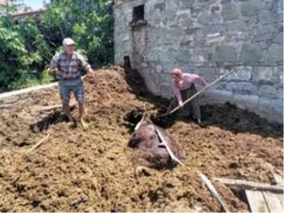 Gübreliğe düşen ineği AFAD kurtarıldı