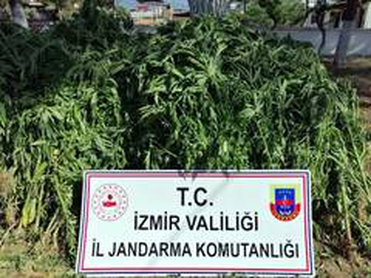 İzmir\'de 875 kök kenevir bitkisi ele geçirildi