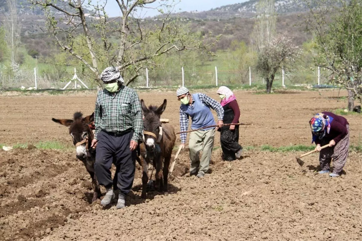 Konya\'da eşeklerle tarım günümüzde de revaçta