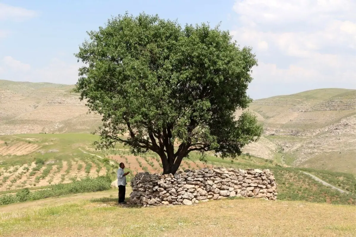 Korona virüs nedeni ile ziyafet veremeyen köylüleri korku saldı