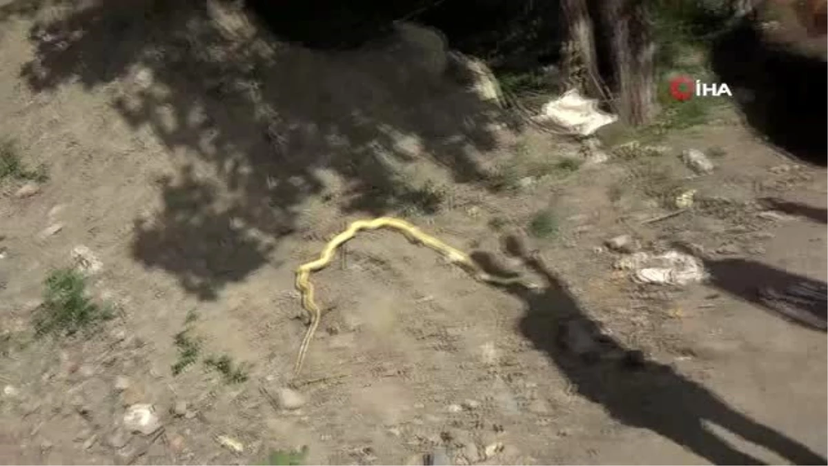Mahallede 2 metrelik yılan paniği