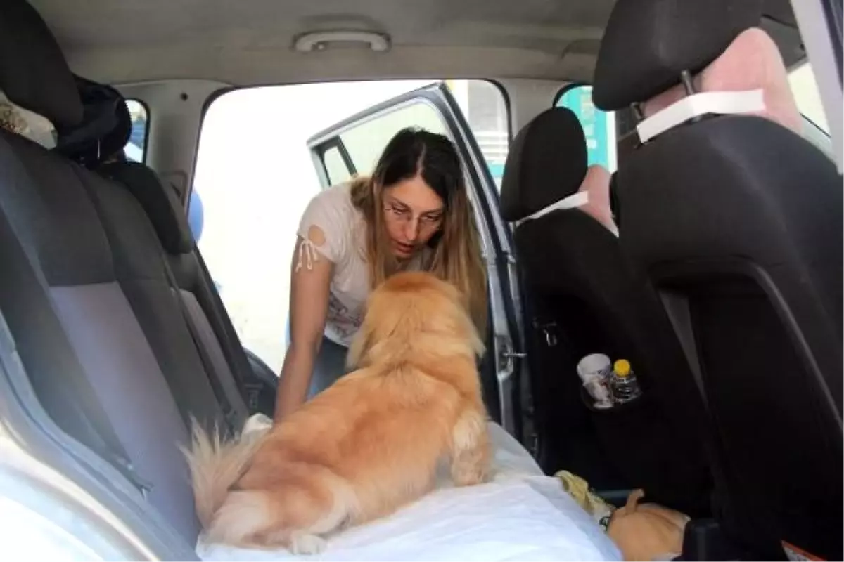 Otomobilde bırakılan köpek, kurtarıldı