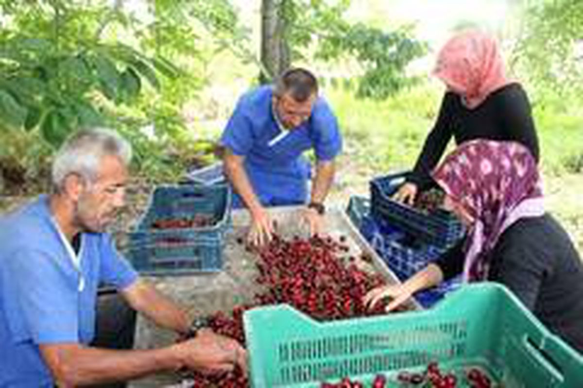 PTT\'den kiraz gönderimine indirim