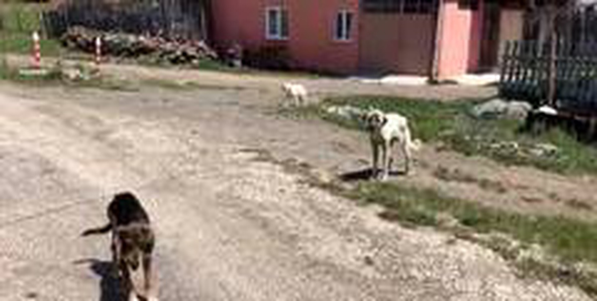 Taşköprü\'nün dağ köylerine çok sayıda köpek bırakıldı