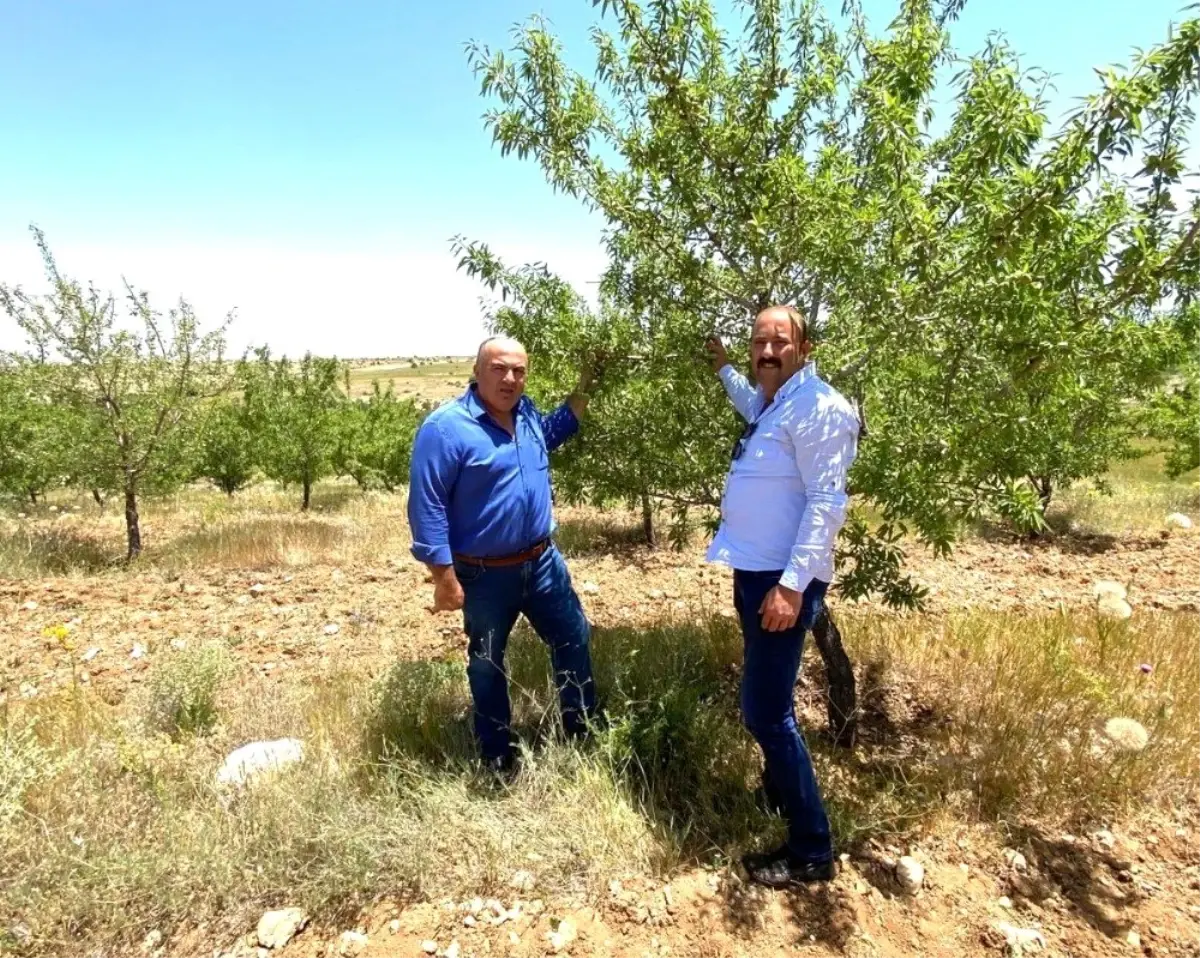 Son dakika haberi... Bayram: "Karamanlı badem üreticisi bu yıl yüksek rekolte bekliyor"