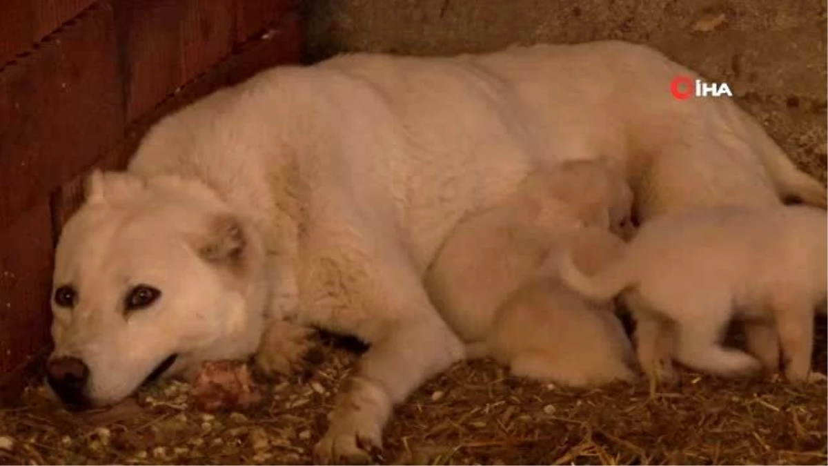 Canilere insanlık dersi veren Pamuk 17 köpeğe annelik yapıyor