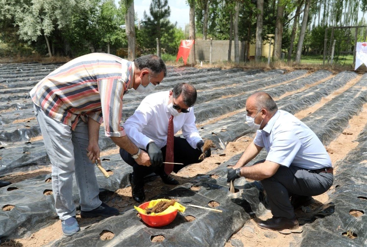 "Çilek tadında yetiştiricilik projesi" başladı