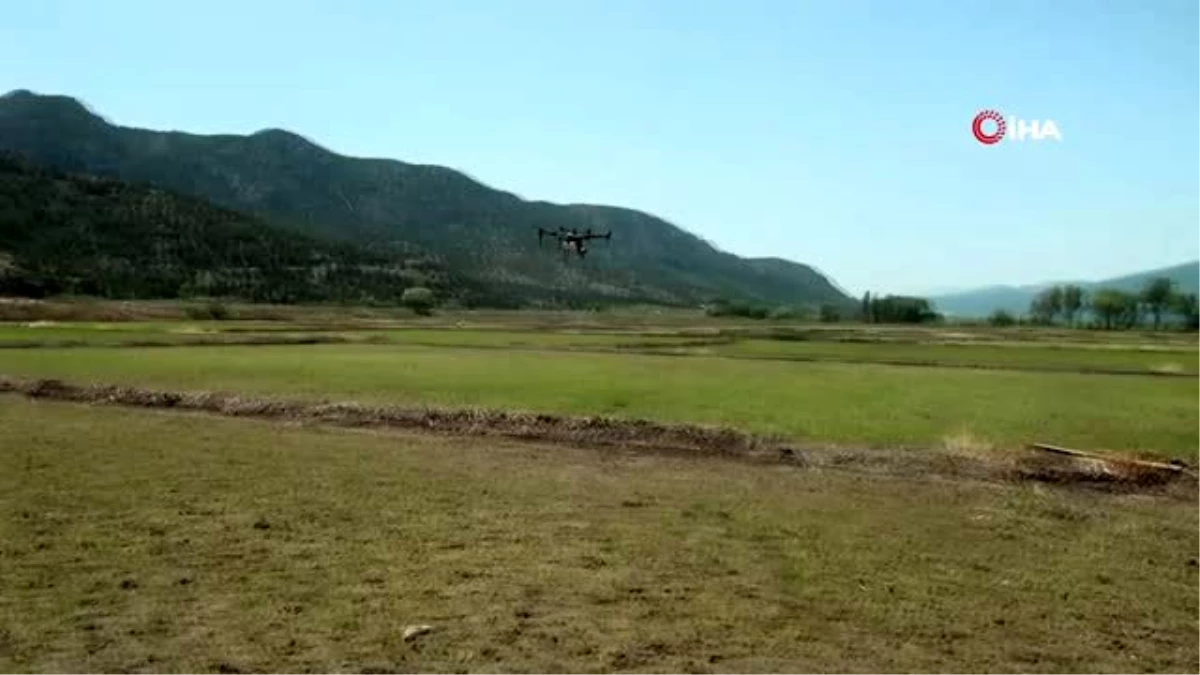 Çorumlu çiftçiler çeltik tarlalarını drone\'larla ilaçlıyor