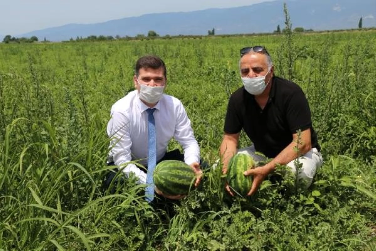 Edremit Belediyesi: Kaz Dağı karpuzuyla Adana\'ya rakip olacağız