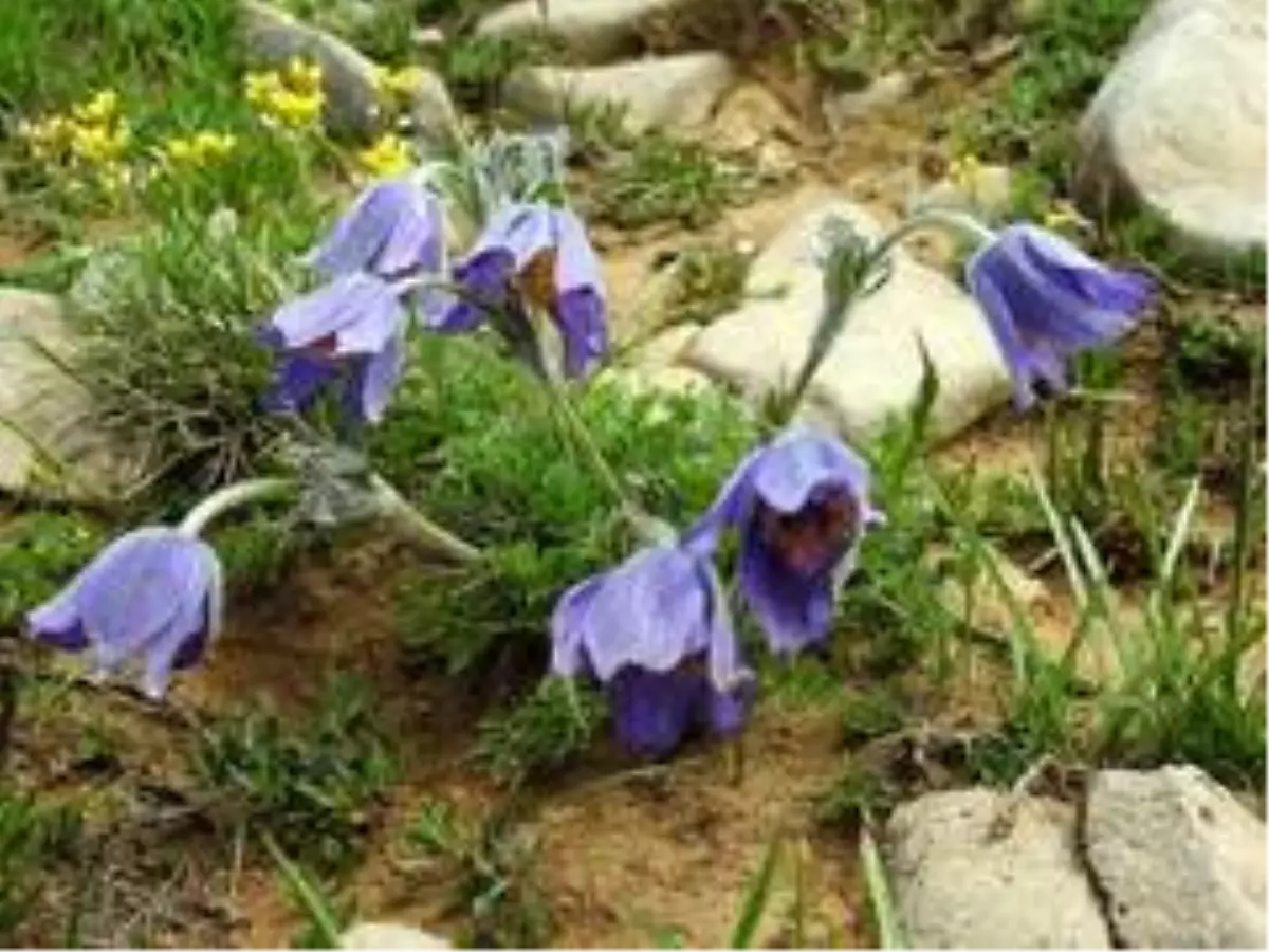 Son dakika haberleri... Erzincan 500 dolayında endemik bitkiye ev sahipliği yapıyor