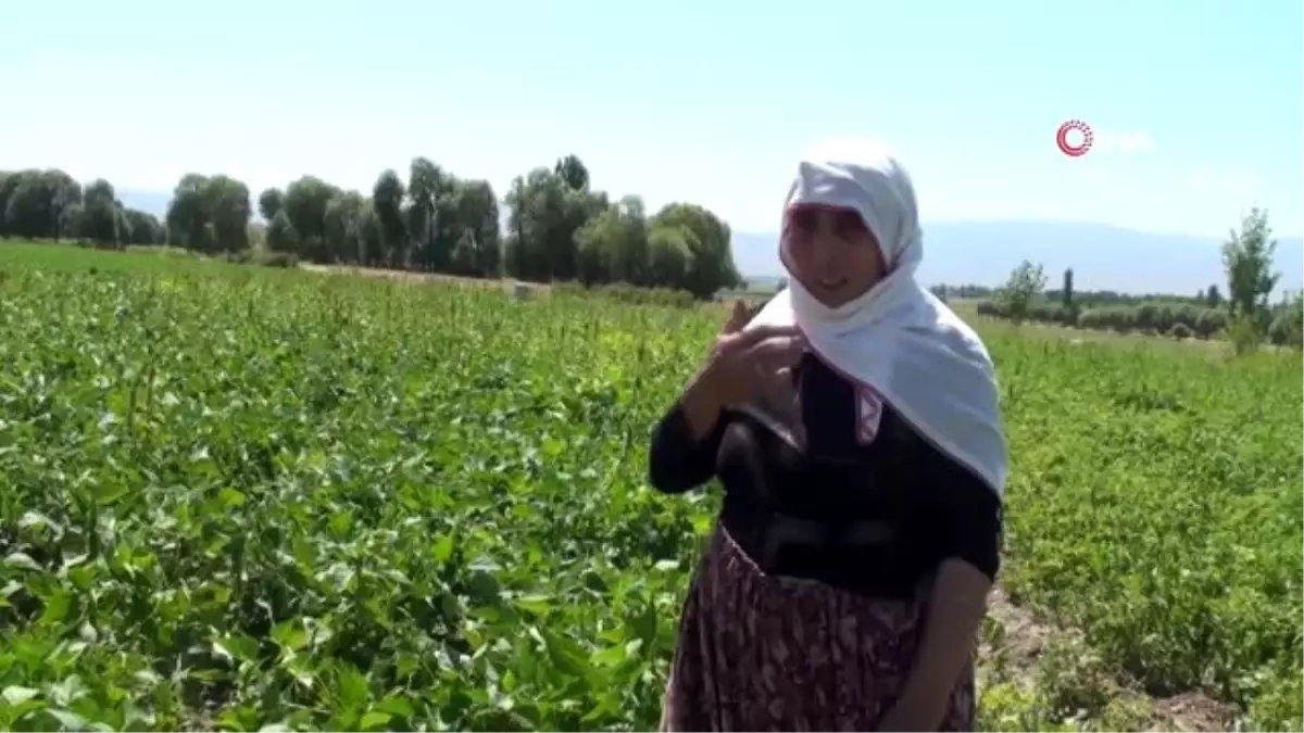 Erzurum\'da 340 bin 290 dekar tarım arazisi sulanmaya başladı