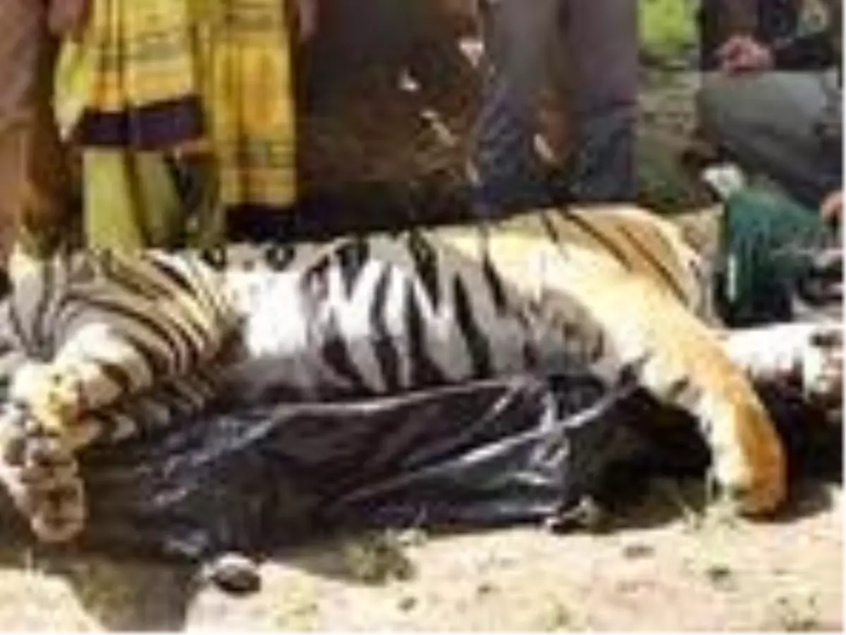 Hayvanat bahçesinden kaçan kaplan, 3 insanı ve birçok hayvanı parçaladı