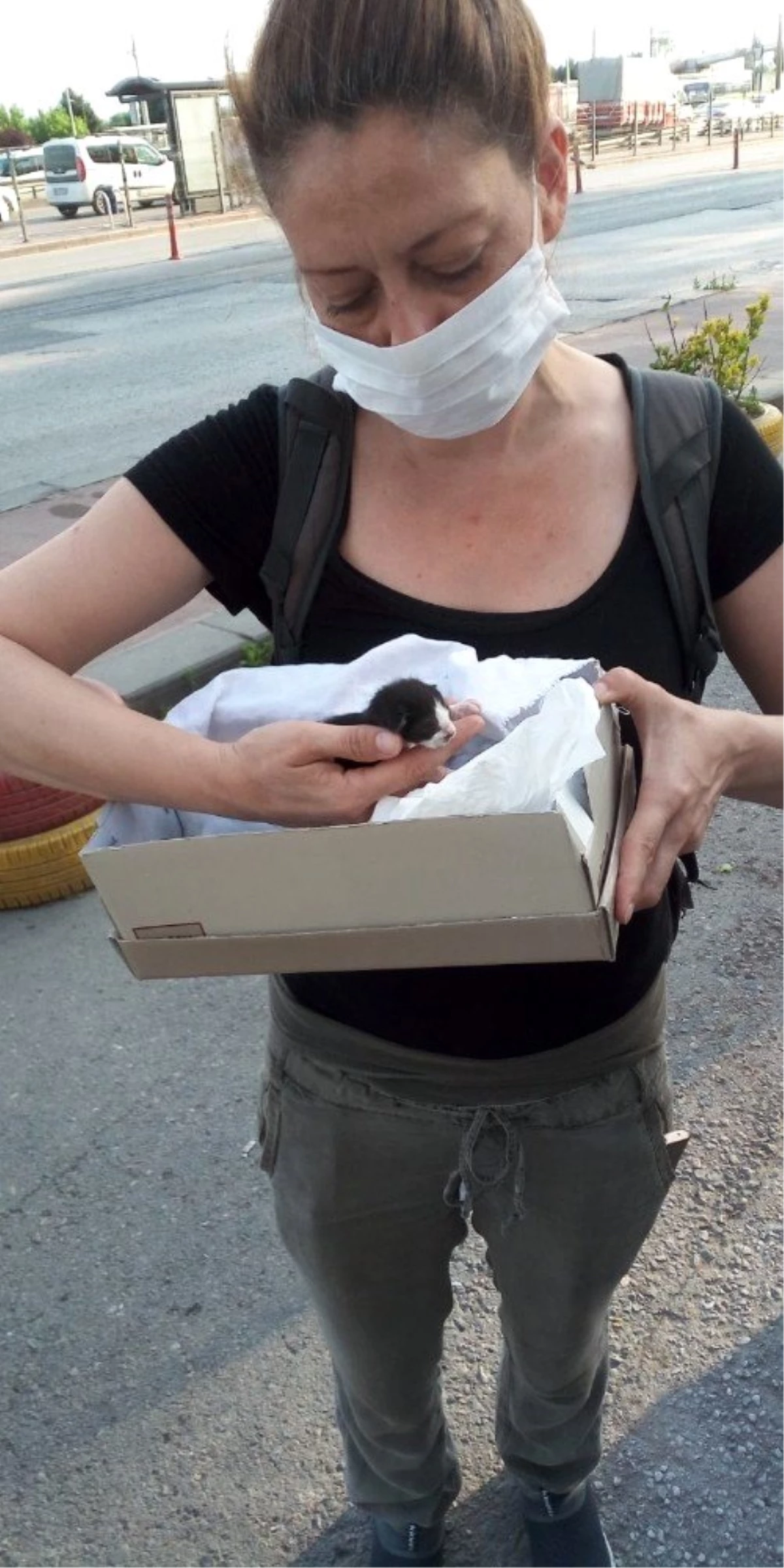 Kartepe Belediyesi yavru kediye yuva buldu