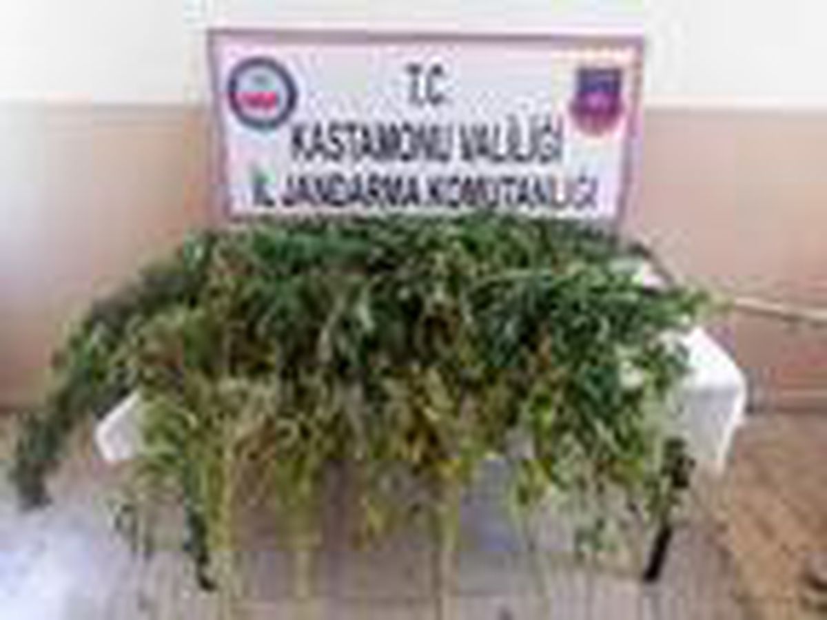 Kastamonu\'da \'kenevir\' operasyonu: 2 gözaltı