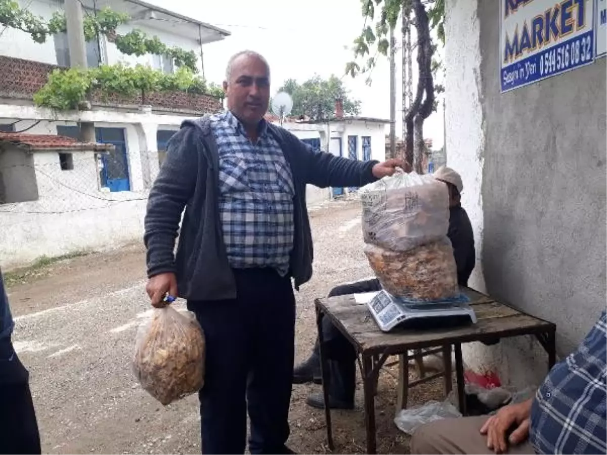 Kaz Dağları\'nın \'altın mantarı\' köylünün gelir kapısı oldu