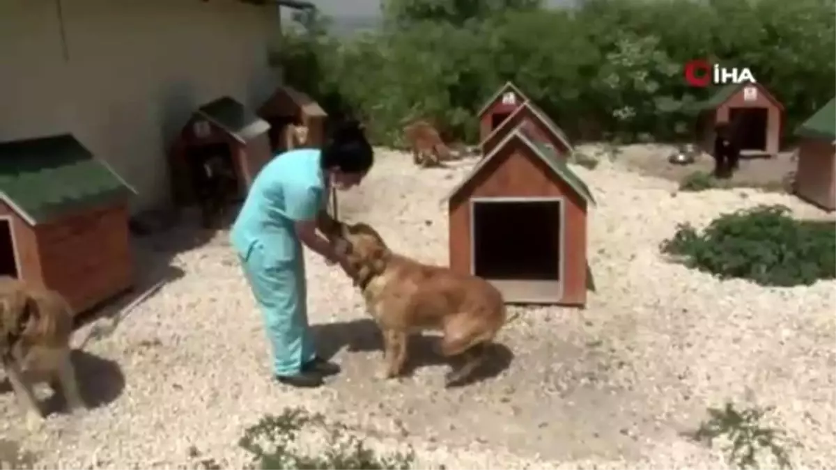 Korona virüs evcil hayvanları da vurdu