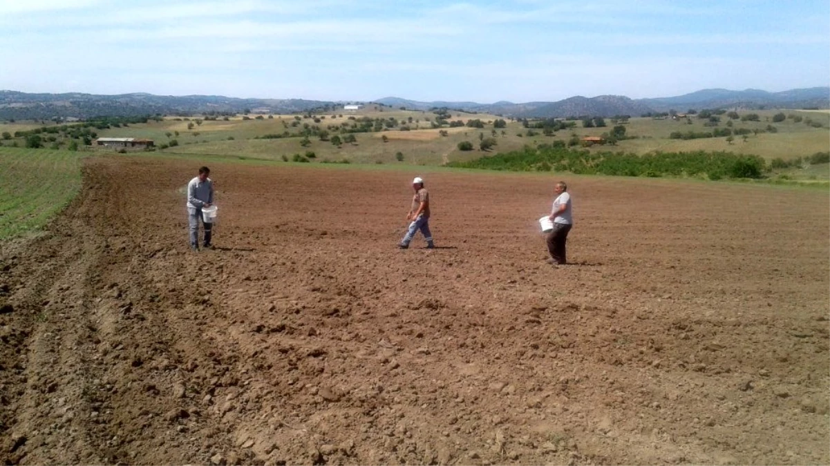 Sındırgı\'da belediye boş arazilerinde tarım yapıyor