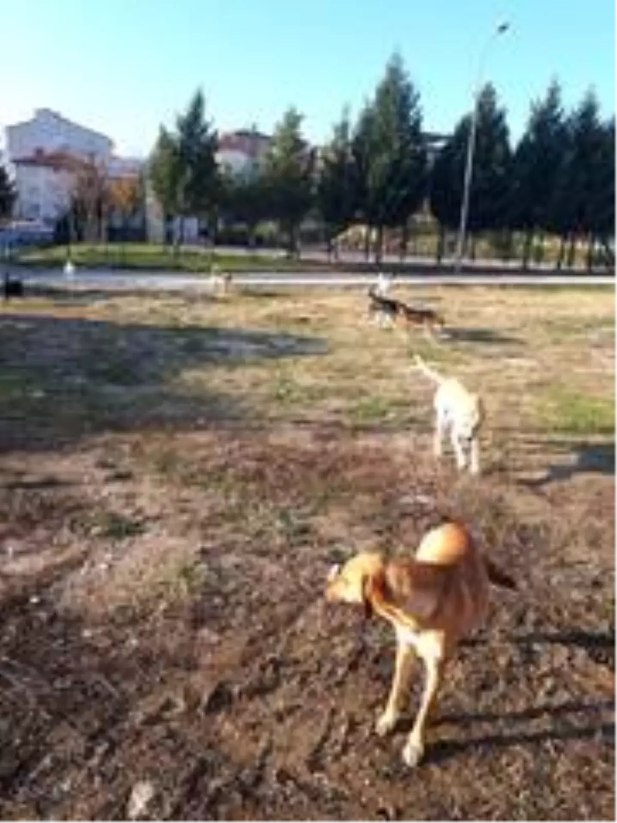 Vatandaş başıboş köpeklerden şikayetçi