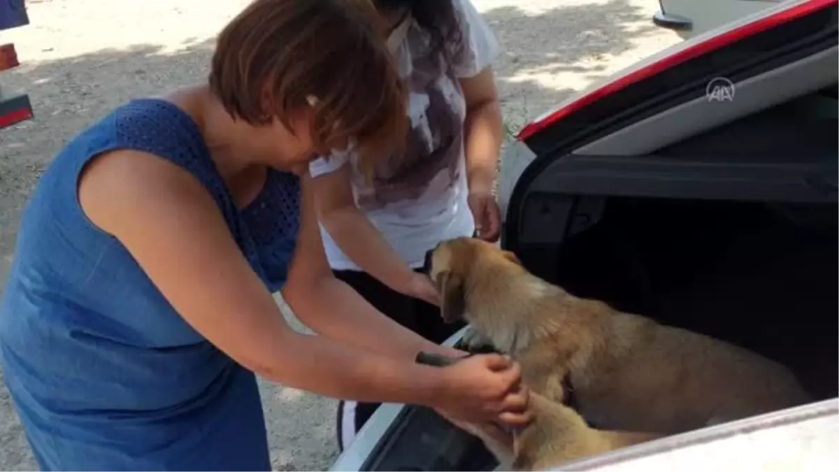 Yaralı bulunan sokak köpeği tedaviye yavrusuyla birlikte götürüldü