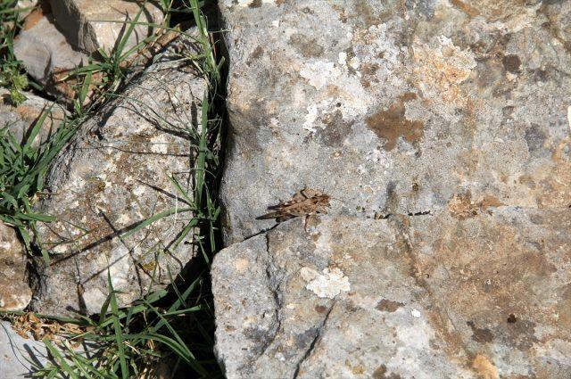 Amanos Dağları'ndaki 3 yaylada çekirge istilası