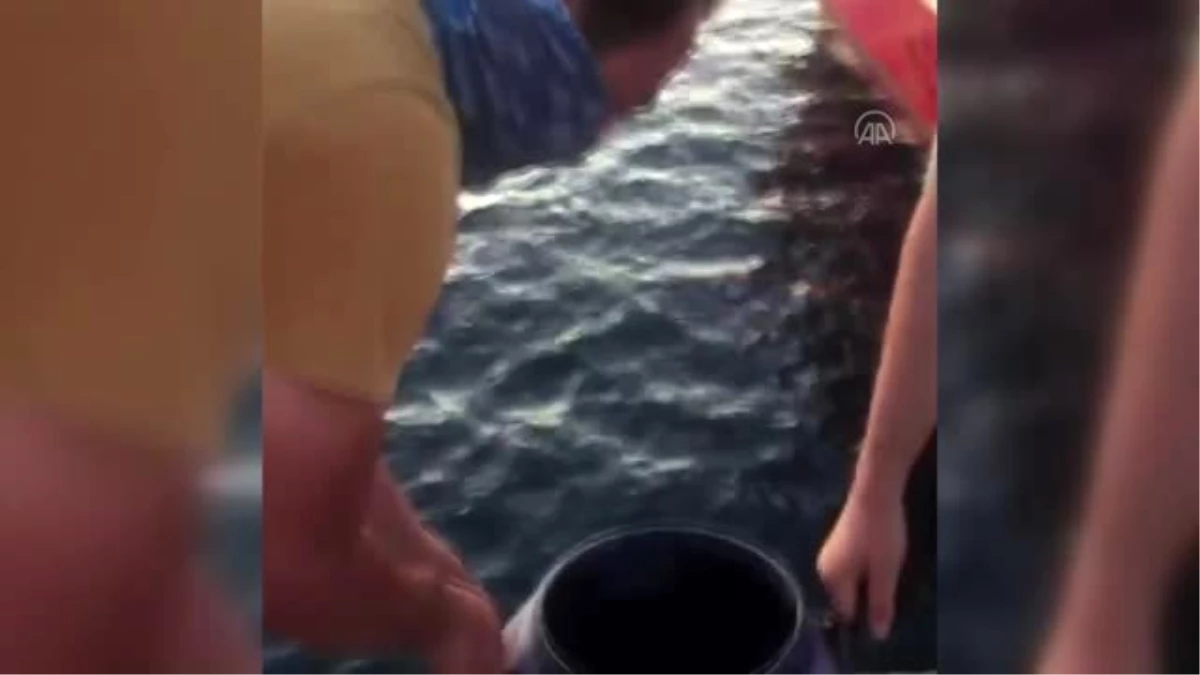 Kaçak avlanılan deniz patlıcanları kurtarıldı