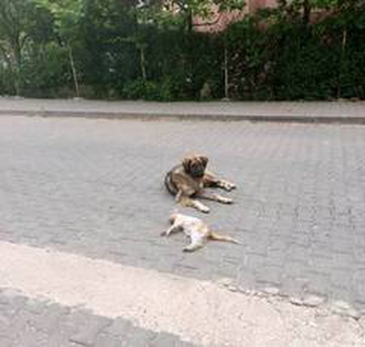 Köpeğin şefkati görenleri duygulandırdı