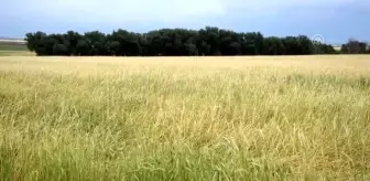 Kulu'da dolu yağışı tarım ürünlerine zarar verdi