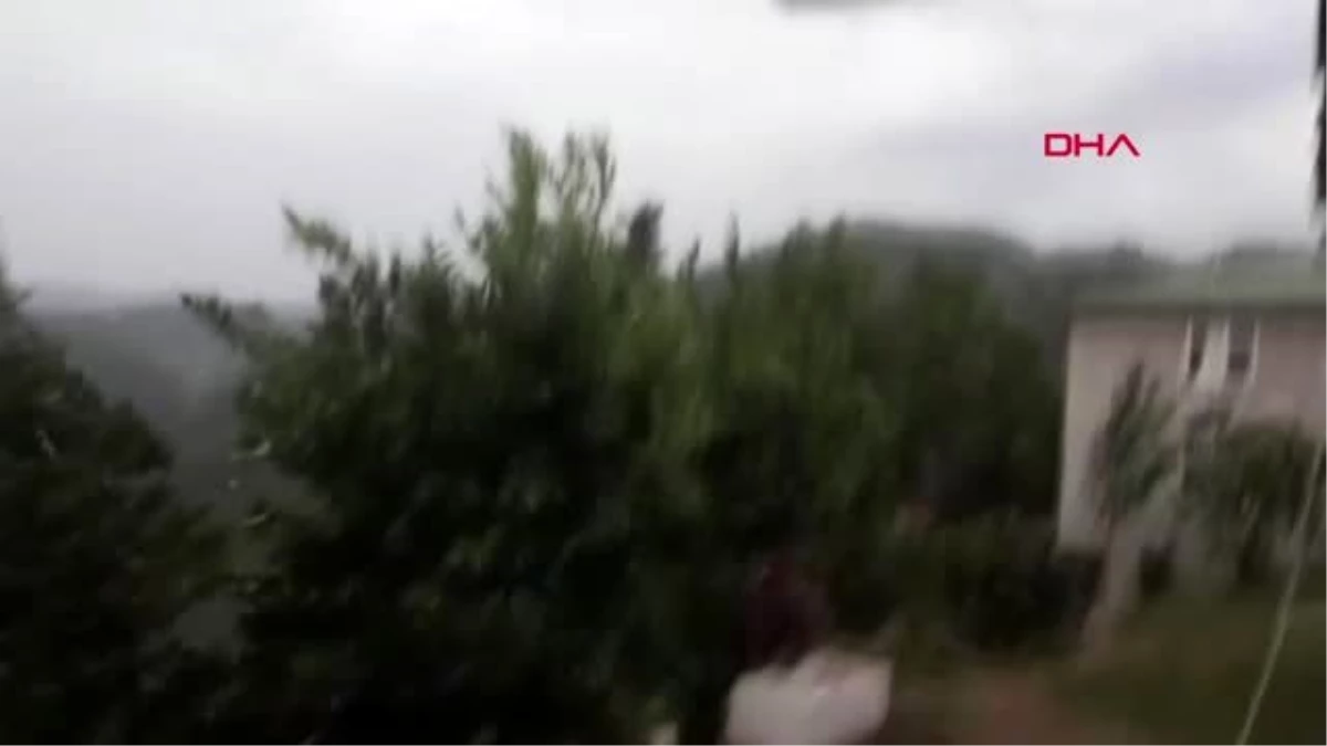 ORDU Şiddetli rüzgar, fındık bahçelerini vurdu