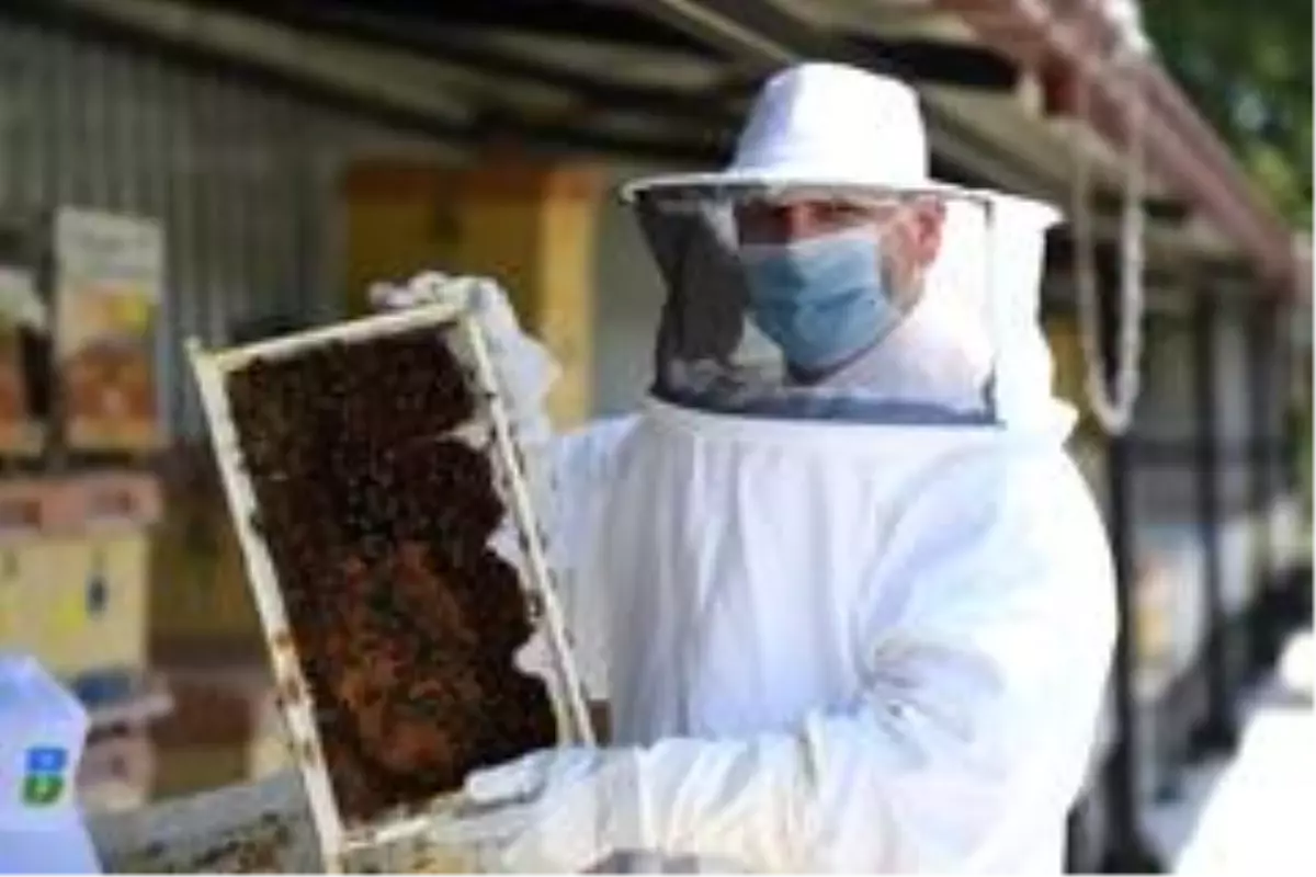 Propolis üretimi artacak