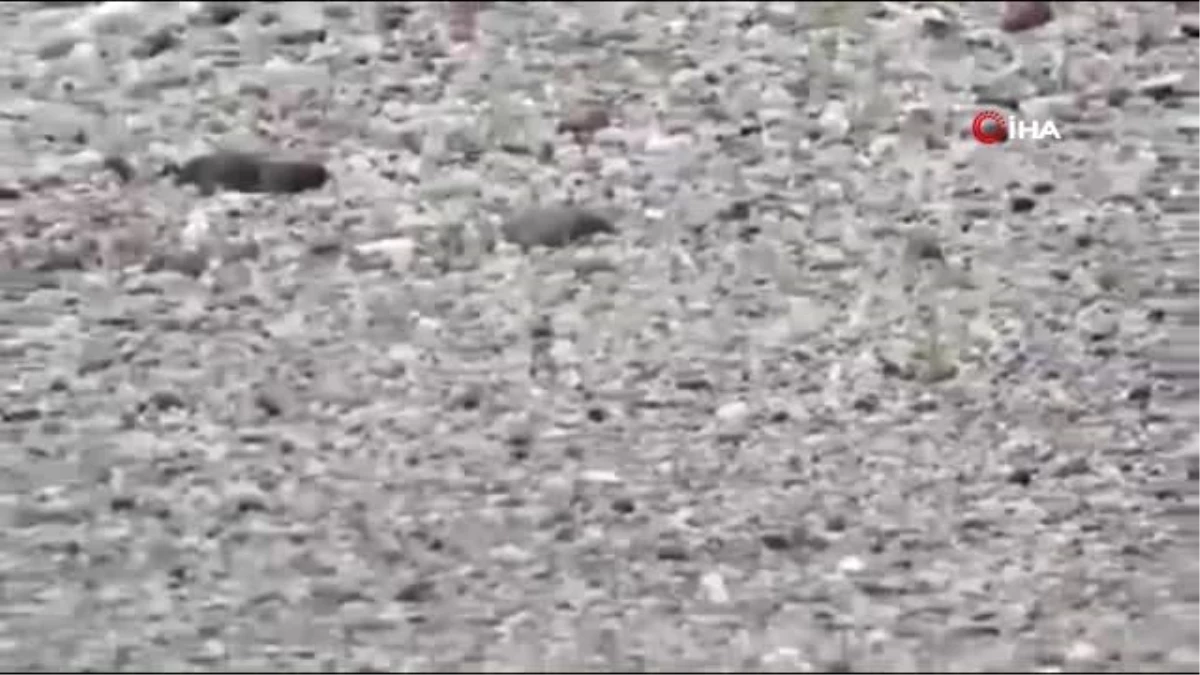 Son dakika yerel: Aras Kuş Cenneti Poyraz kuşlarıyla cıvıl cıvıl