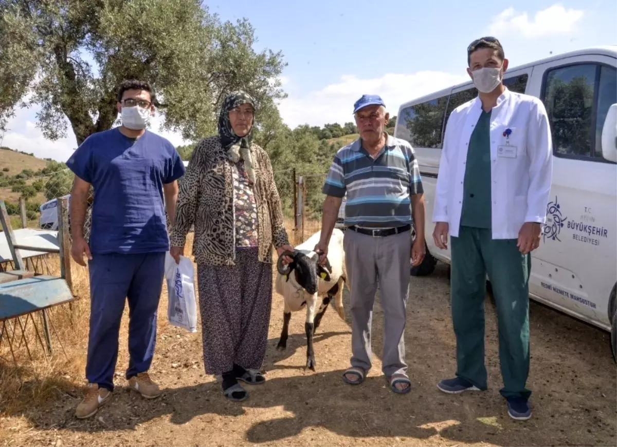 Büyükşehir\'in Sakız Koyunu desteği sürüyor