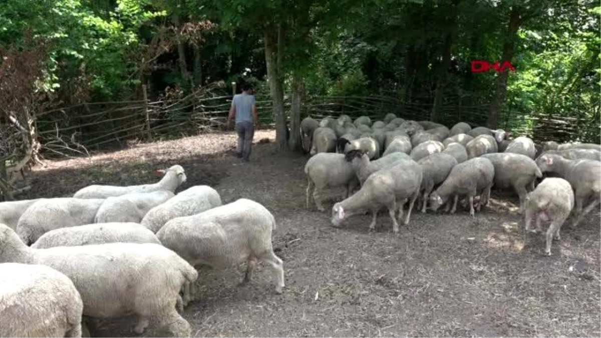 KOCAELİ Macaristan\'dan umutla ithal ettiği koyunlar iklime uyum sağlamadı