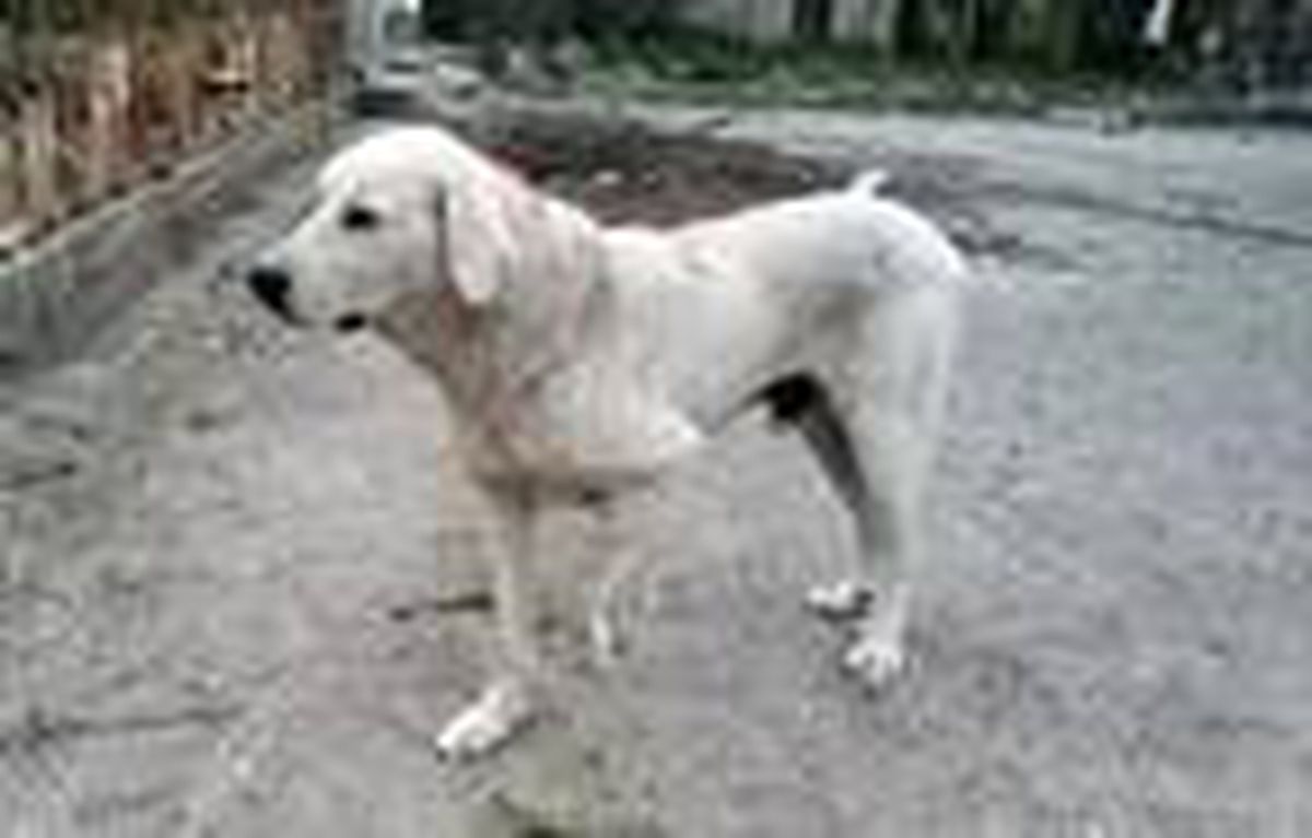 Köpeği tüfekle vurdular