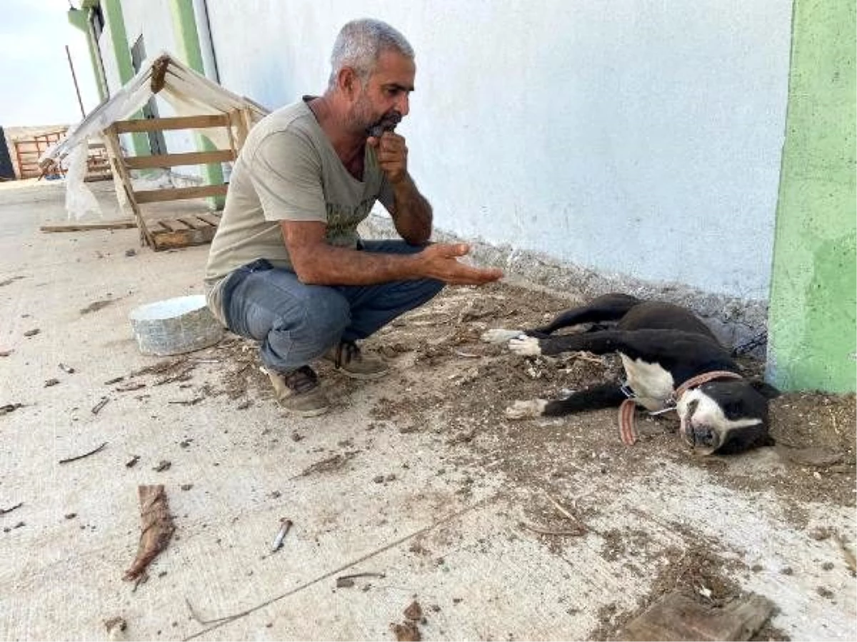 Son dakika haberi... Koyunları çalabilmek için 8 köpeği zehirleyerek öldürdüler