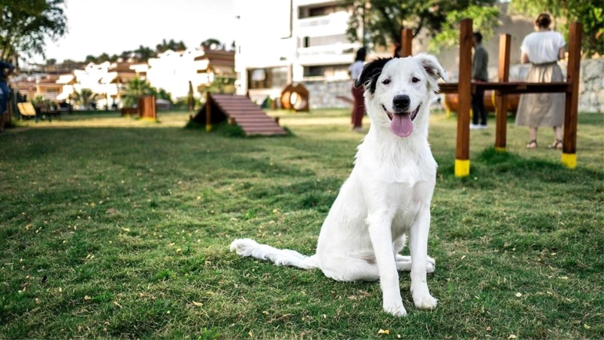 Kuşadası\'nın ilk köpek parkı hizmete açıldı