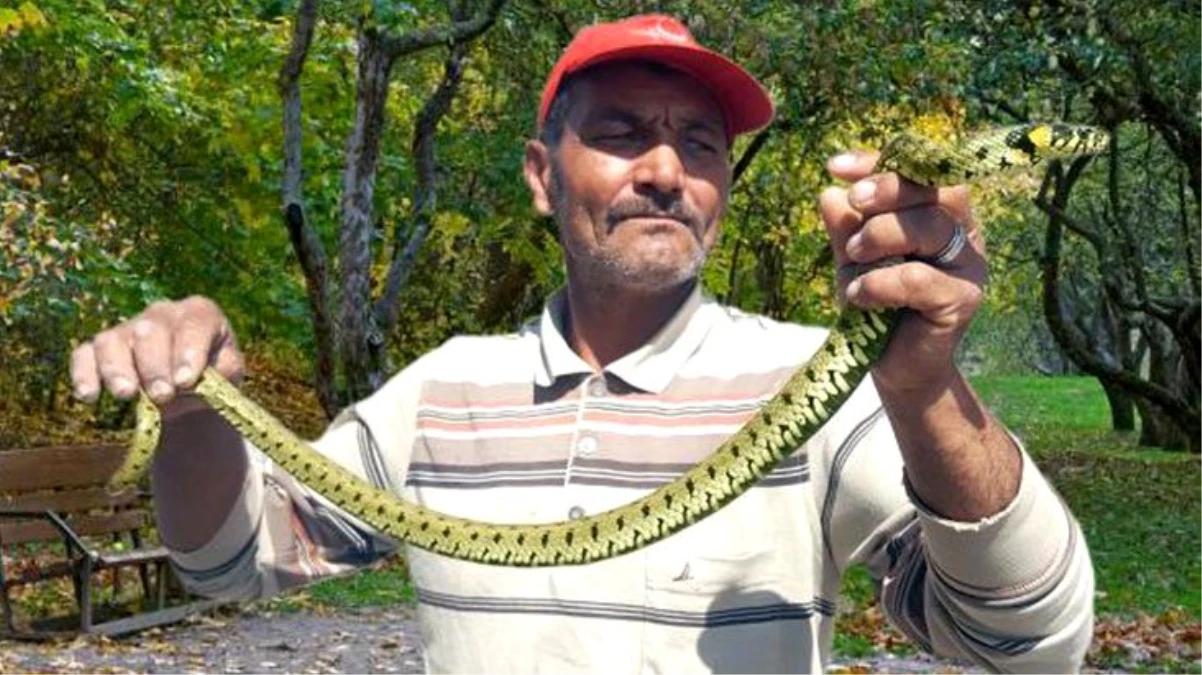 "Yılan avcısı" olarak bilinen adam, elleriyle yakaladığı yılanların metresine 300 lira alıyor