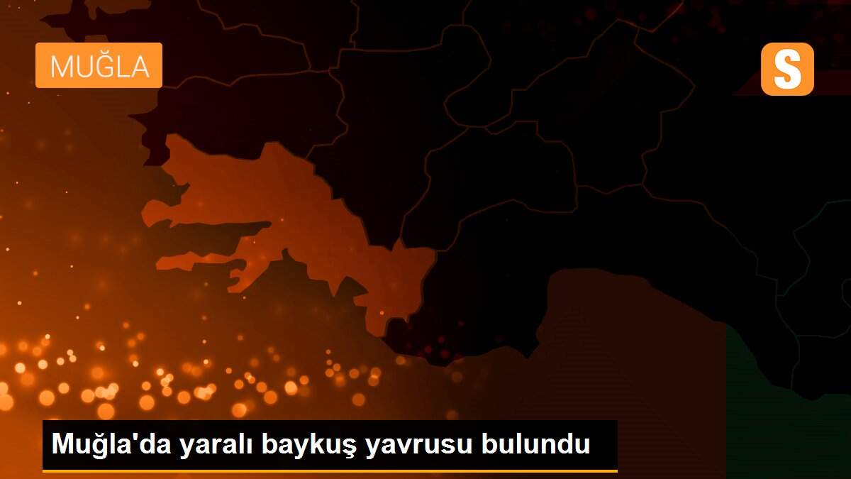 Muğla\'da yaralı baykuş yavrusu bulundu