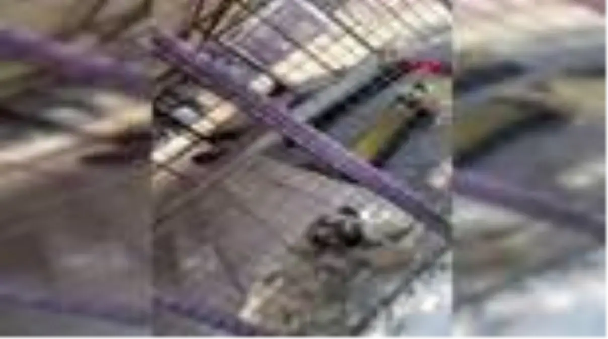 MUĞLA Gülben Ergen, oğullarıyla barınağı ziyaret etti