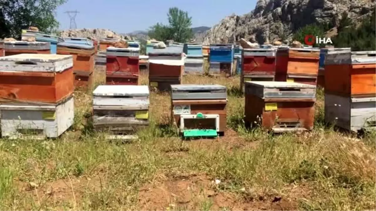 Sincik balı lezzetini geven çiçeğinden alıyor