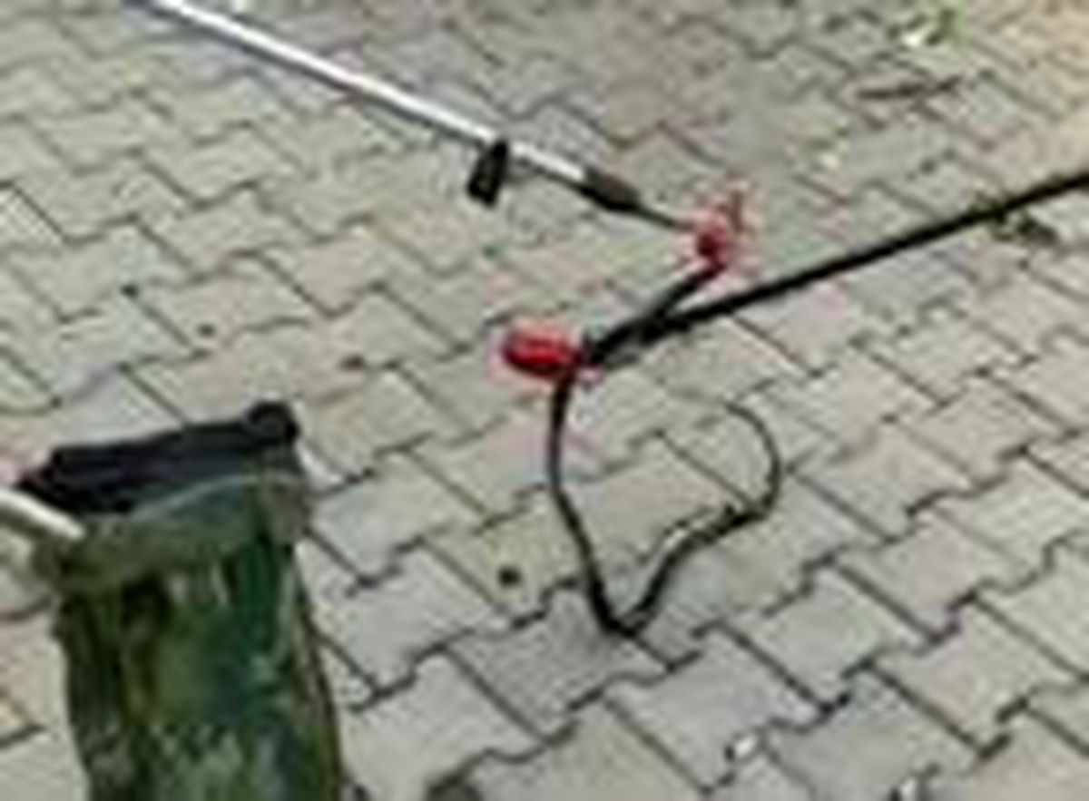 Sitenin bahçesinde ağaçta görülen yılan, yakalanıp doğaya bırakıldı