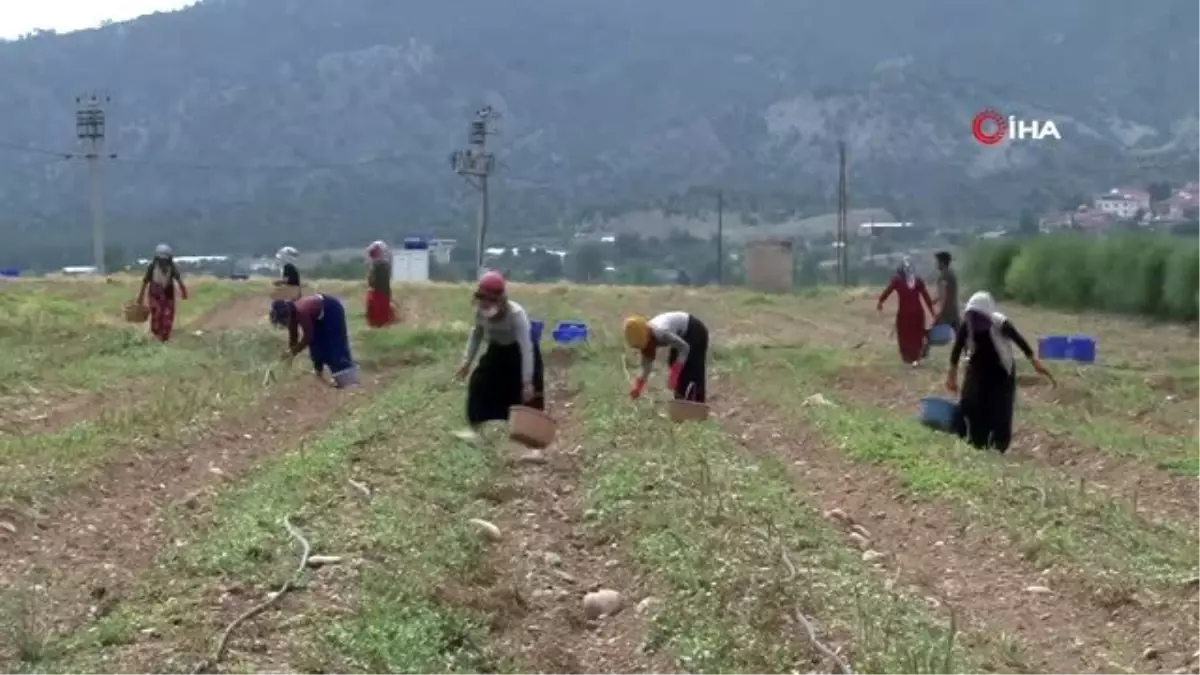 Türkiye\'nin kuşkonmaz üretim merkezlerinden Eskişehir\'de hasat başladı