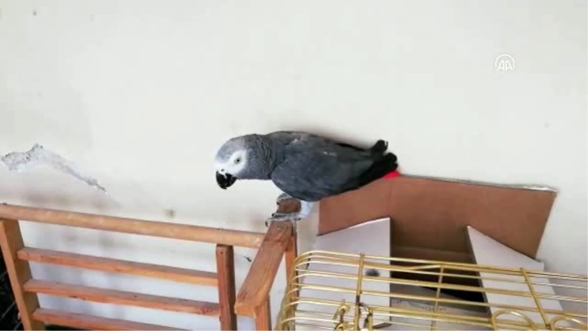 Yasa dışı yollardan yurda getirdiği papağanları satan şüpheli yakalandı