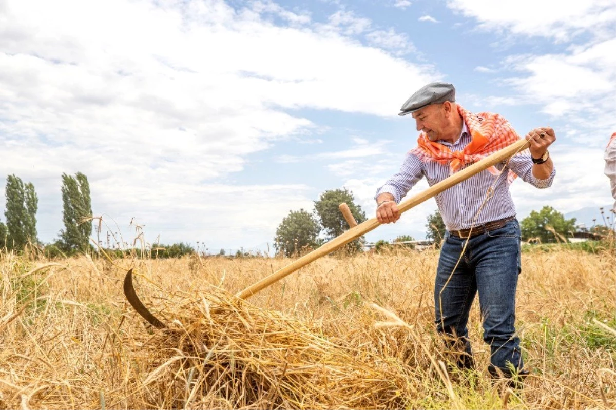 Başkan Soyer, Ödemiş ve Tire\'de ilk karakılçık buğdayı hasadına katıldı