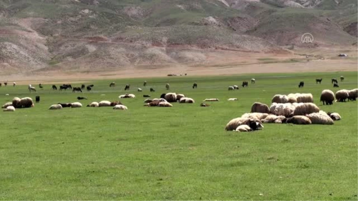 Besicilerin yaylalarda koyun kırkma mesaisi başladı