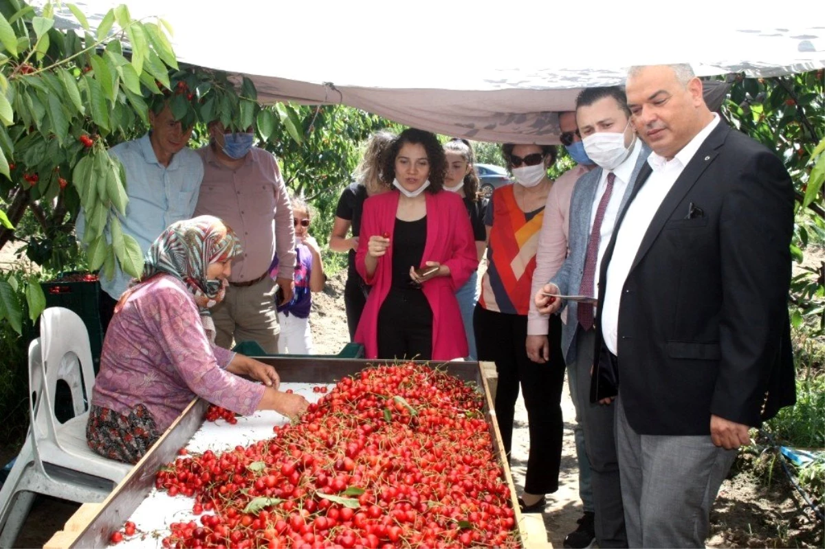 Coğrafi işaret yolundaki Çeribaşı Kirazı\'nın ilk hasadı yapıldı