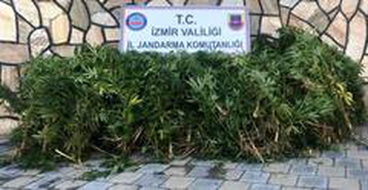 İzmir\'de uyuşturucu operasyonu: 203 kök Hint keneviri ele geçirildi